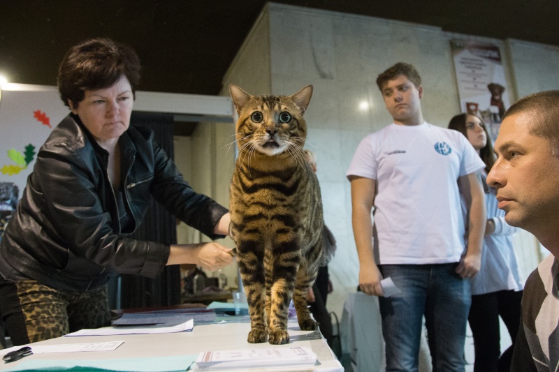 &quot;Зважений і пухнастий&quot;: кот Кекс выиграл битву гигантов на выставке в Киеве